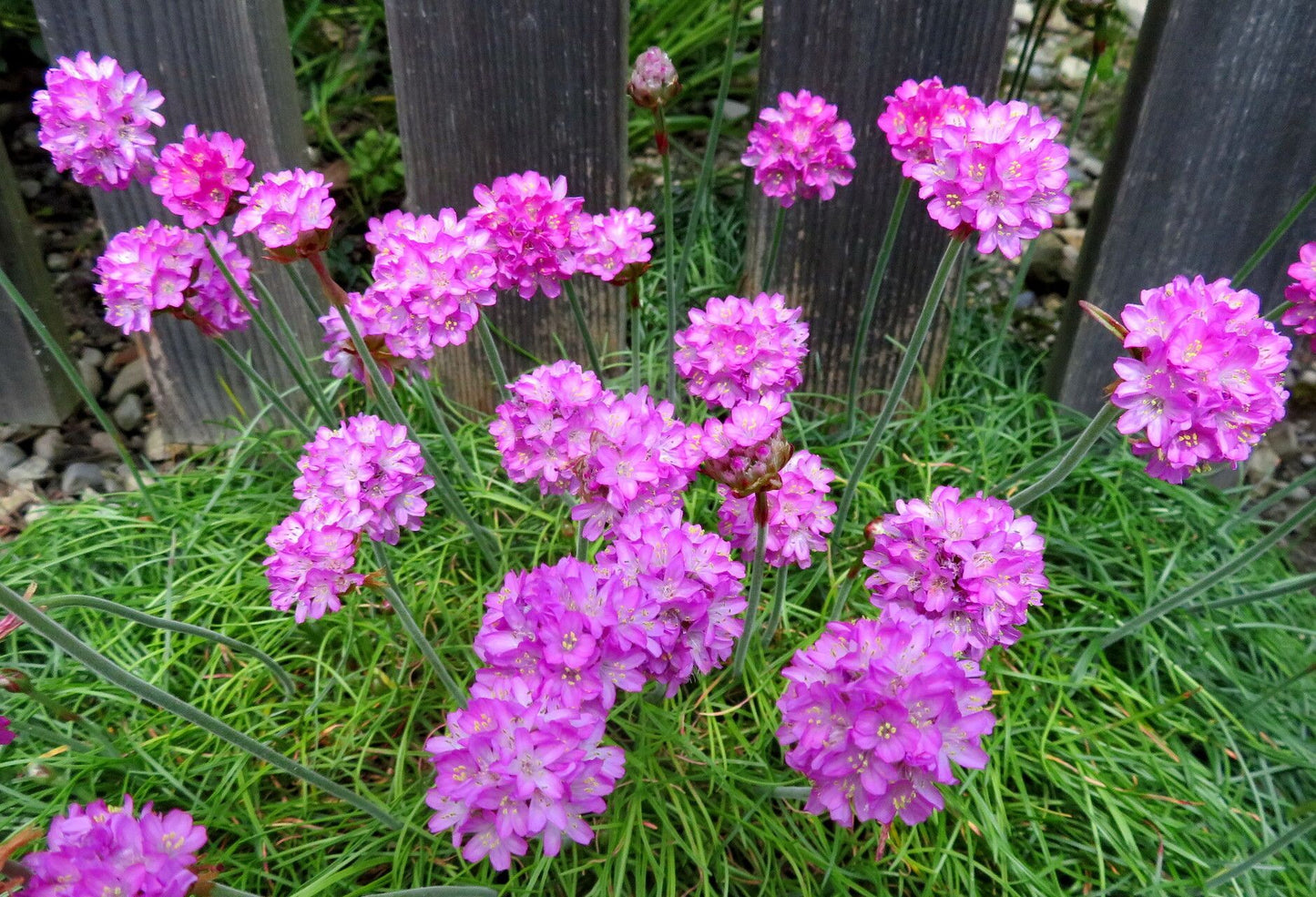 Limba peștelui (Armeria maritima)