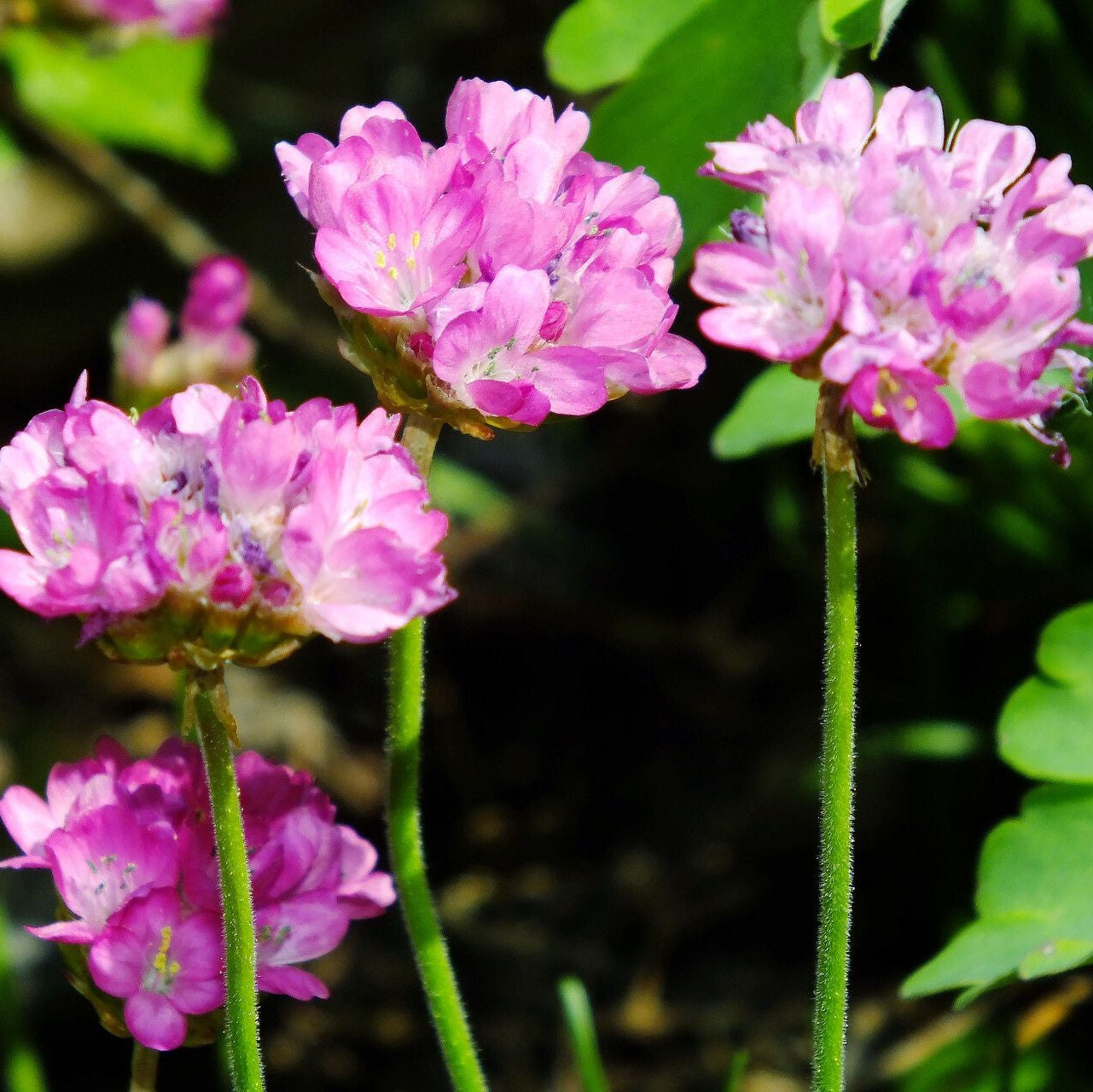 Limba peștelui (Armeria maritima)