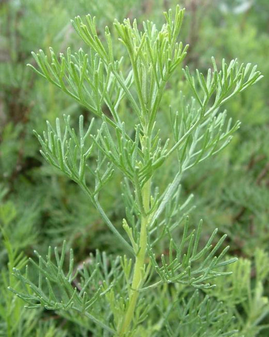 Lemnul Domnului (Artemisia abrotanum)