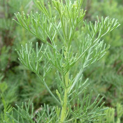 Lemnul Domnului (Artemisia abrotanum)
