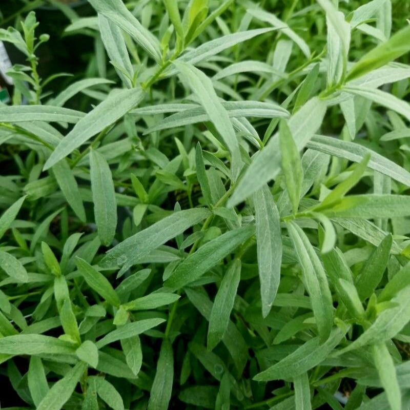 Tarhonul siberian (Artemisia dracunculus var. sativa)