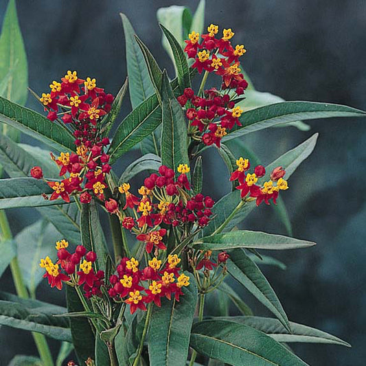 Leandrul de Muntenegru Butterfly Silky Red (Asclepias curassavica)