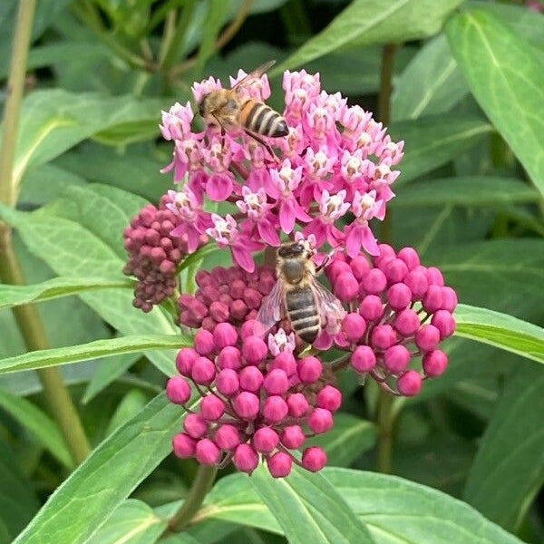 Leandrul de Muntenegru de grădină cu flori roz (Asclepias incarnata)