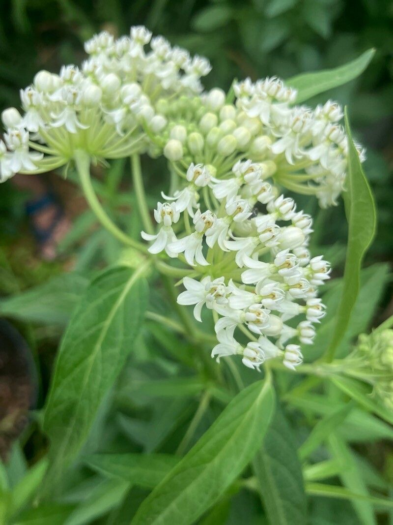 Leandrul de Muntenegru de grădină cu flori albe (Asclepias incarnata)