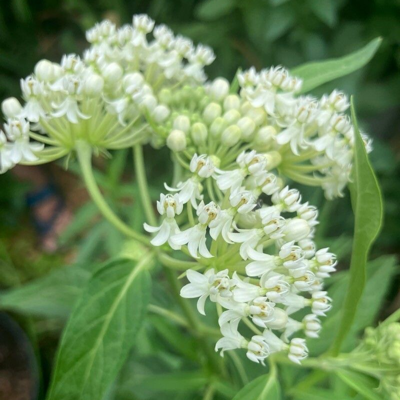 Leandrul de Muntenegru de grădină cu flori albe (Asclepias incarnata)