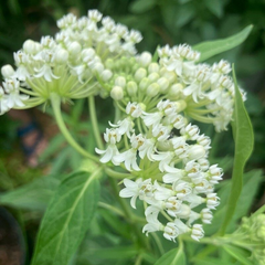 Leandrul de Muntenegru de grădină cu flori albe (Asclepias incarnata)
