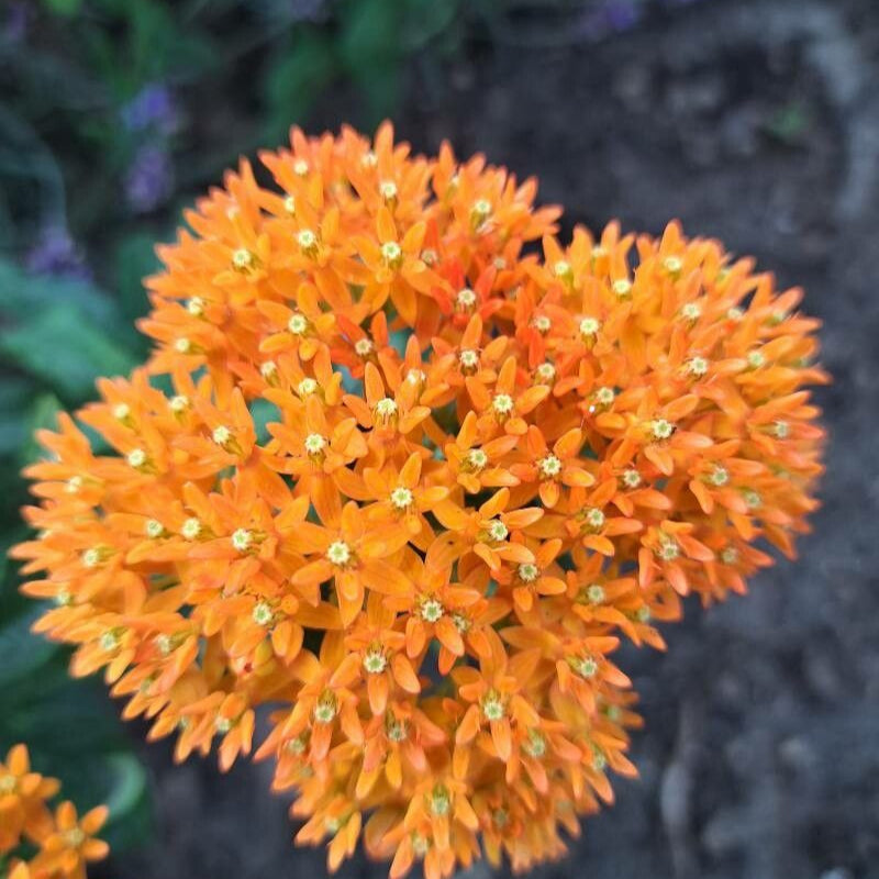 Leandru de Muntenegru de grădină (Asclepias tuberosa)
