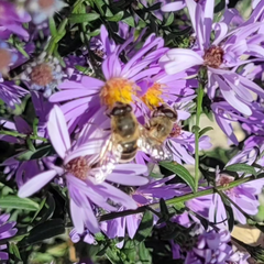 Steluțe de toamnă (Aster novi-belgii)
