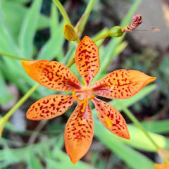 Crinul leopard (Belamcanda chinensis / Iris domestica)