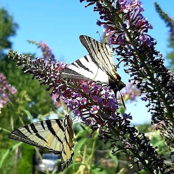 Liliac de vară albastru (Budleja davidii)