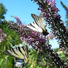 Liliac de vară albastru (Budleja davidii)