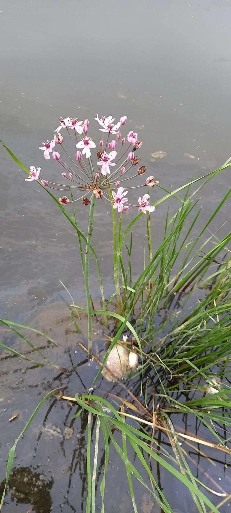 Crinul de baltă (Butomus umbellatus)