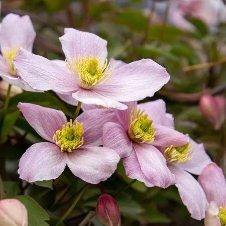 Clematită montana roz (Clematis montana)