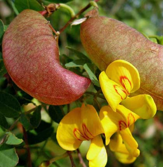 Salcâmul galben (Colutea arborescens)