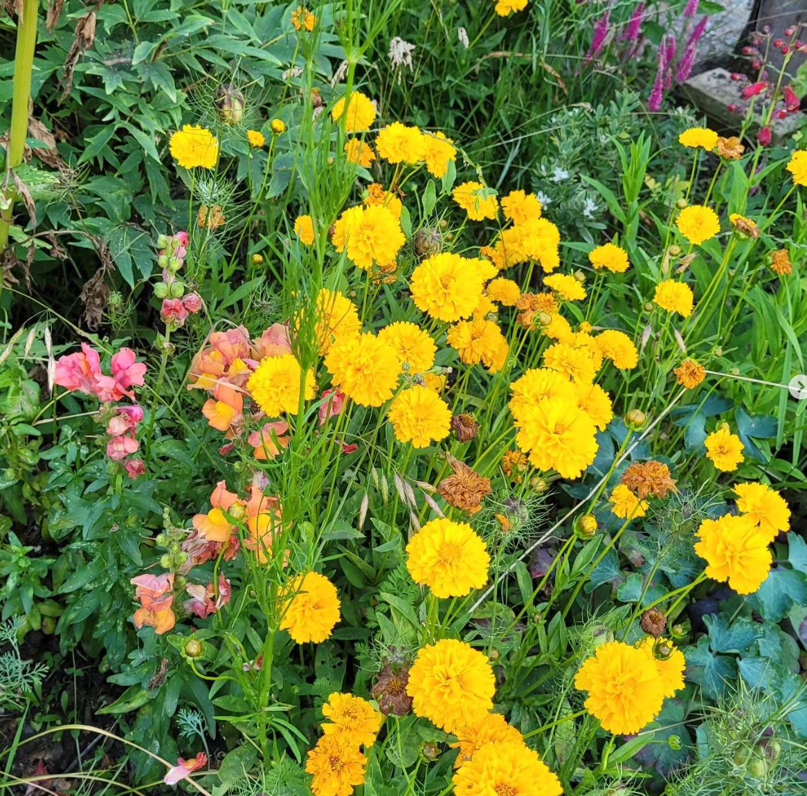 Frumușica (Coreopsis grandiflora "Sungold")