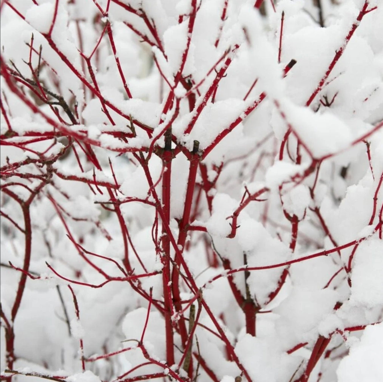 Sângerul (Cornus sanguinea)