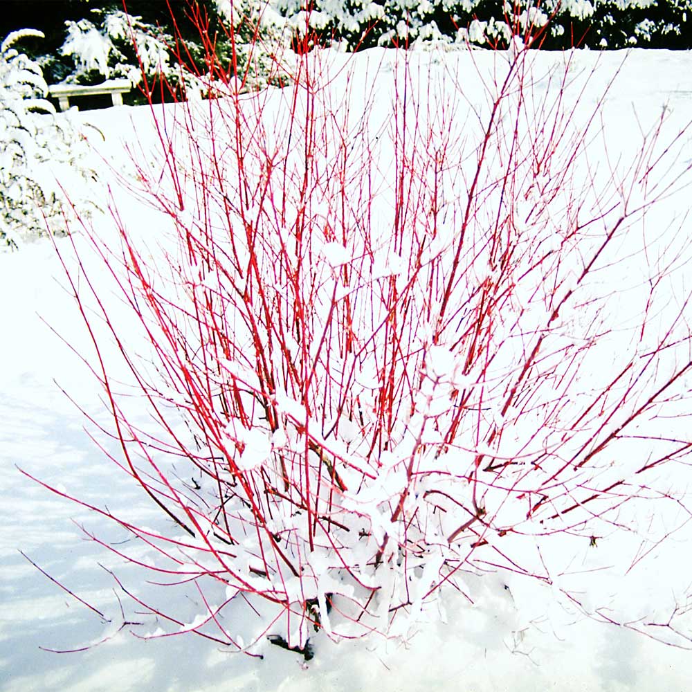 Sângerul (Cornus sanguinea)