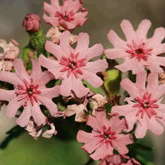 Crucea malteză Carnea Rosea (Lychnis chalcedonica)
