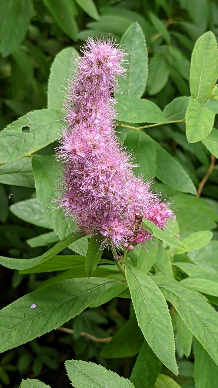 Cununița roz (Spiraea salicifolia)