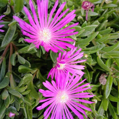 Floarea de gheață magenta (Delosperma floribundum)