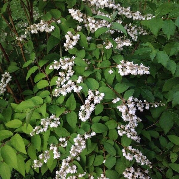 Deutia (Deutzia scabra)