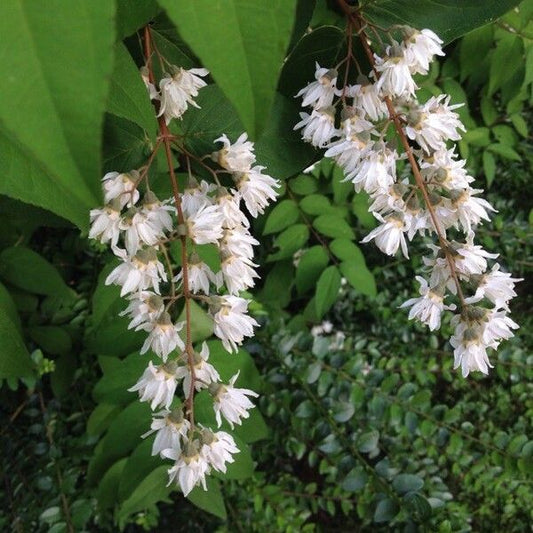 Deutia (Deutzia scabra)