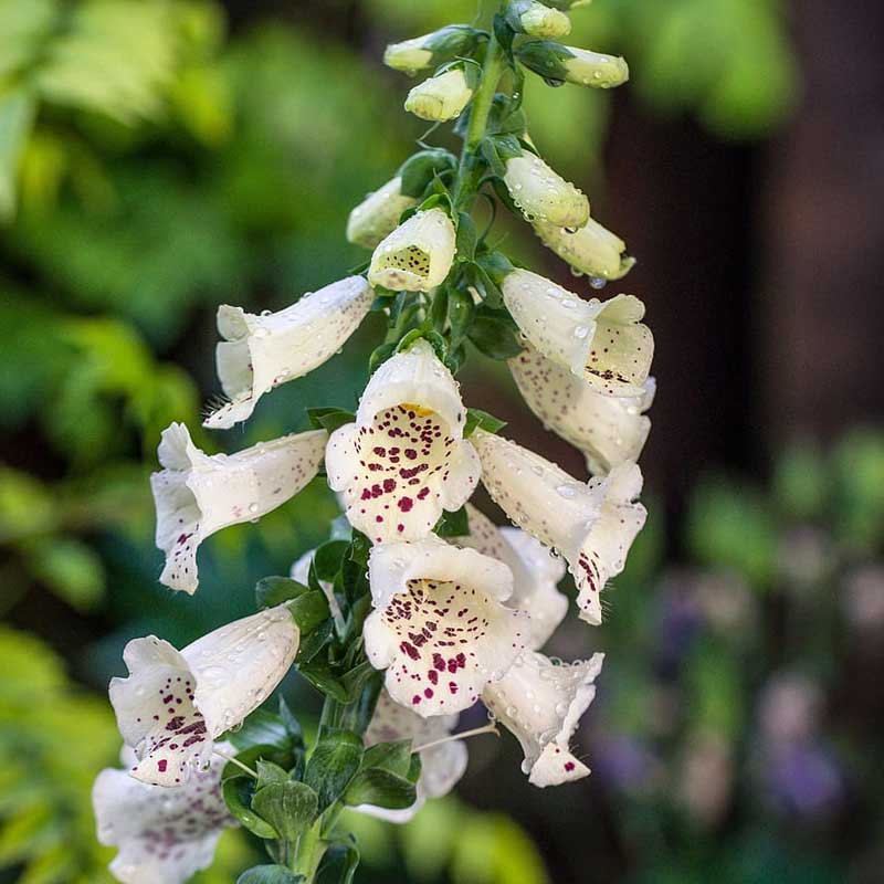 Degetar mix (Digitalis purpurea)