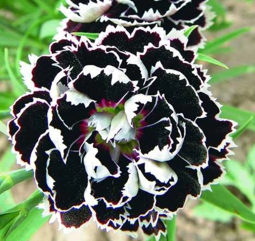 Garofiță chinezească "Nigra" (Dianthus chinensis)