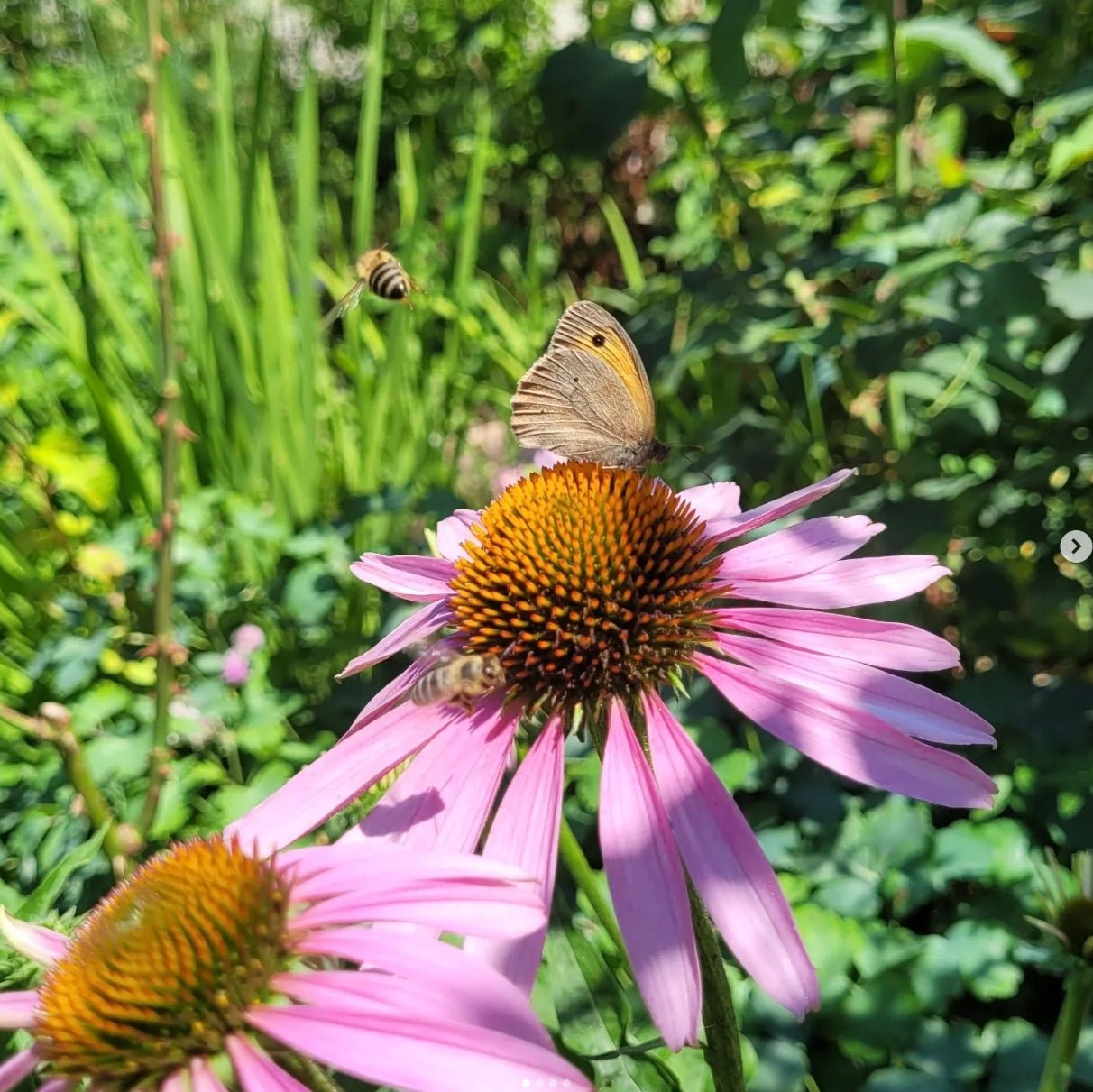 Echinacea (Echinacea purpurea)