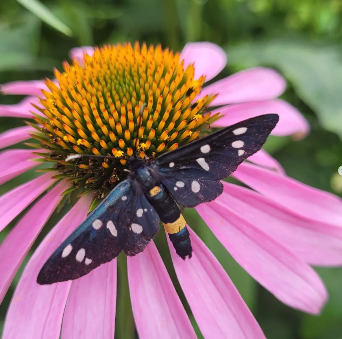 Echinacea (Echinacea purpurea)