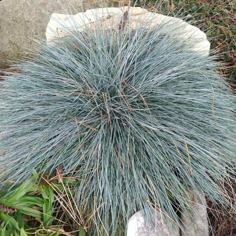 Iarba albastră (Festuca glauca)