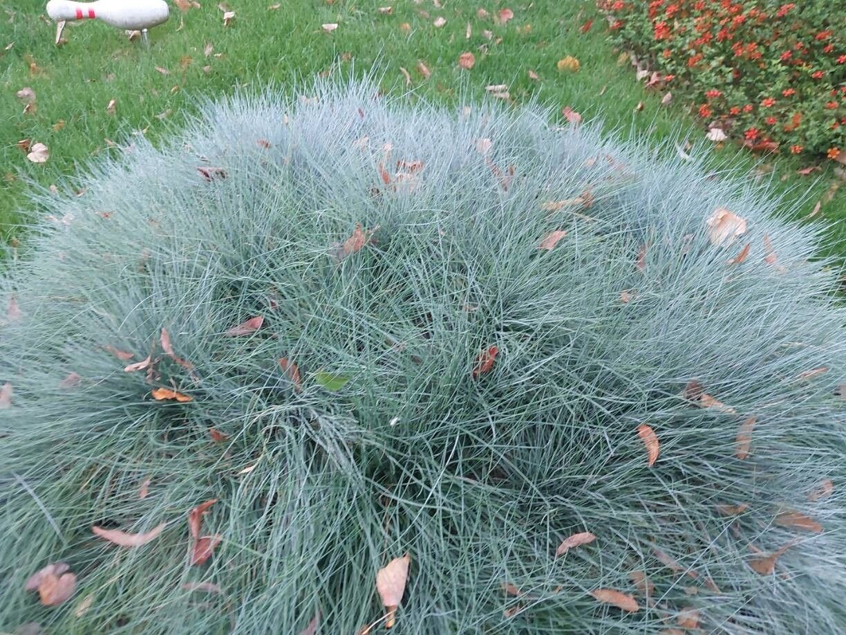Iarba albastră (Festuca glauca)