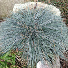 Iarba albastră (Festuca glauca)
