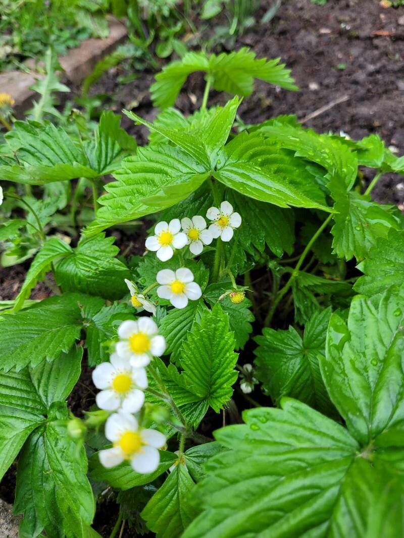 Fragi de pădure (Fragaria vesca)