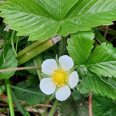 Fragi de pădure (Fragaria vesca)