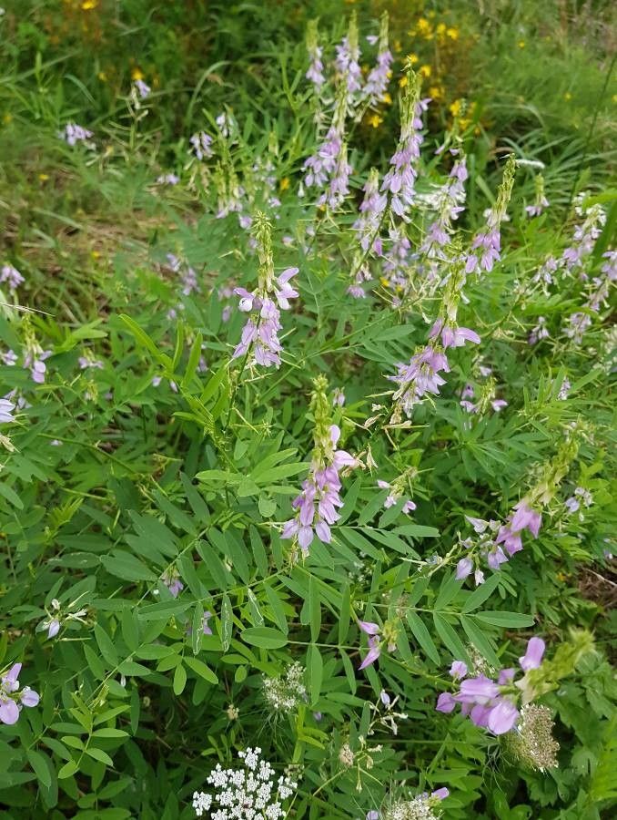 Iarba caprei (Galega officinalis)