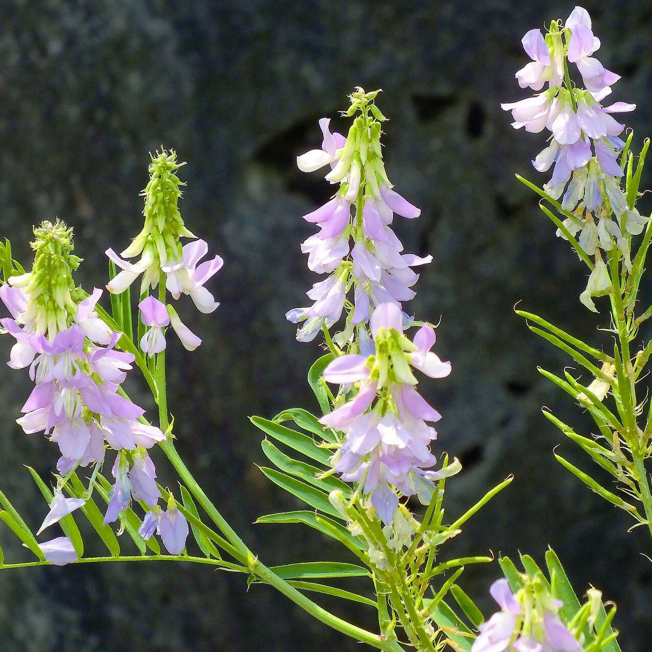 Iarba caprei (Galega officinalis)