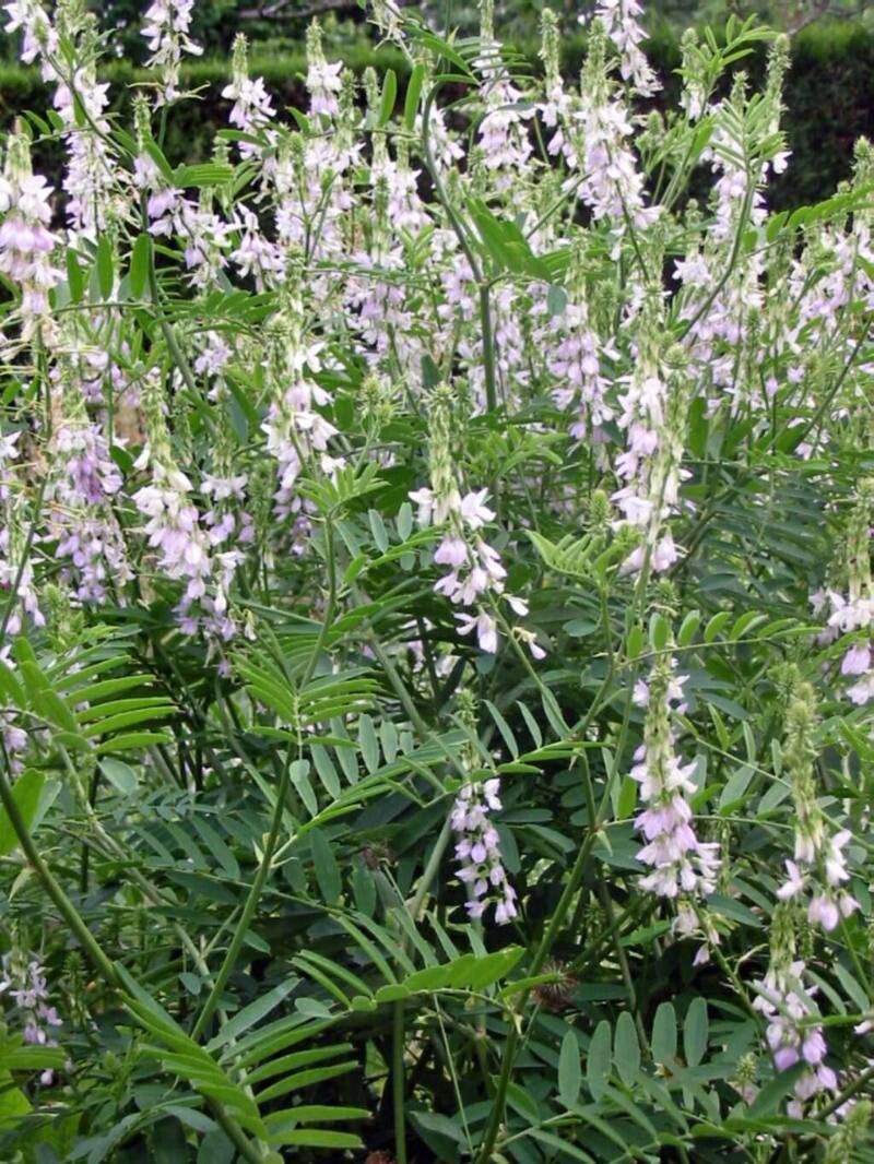 Iarba caprei (Galega officinalis)