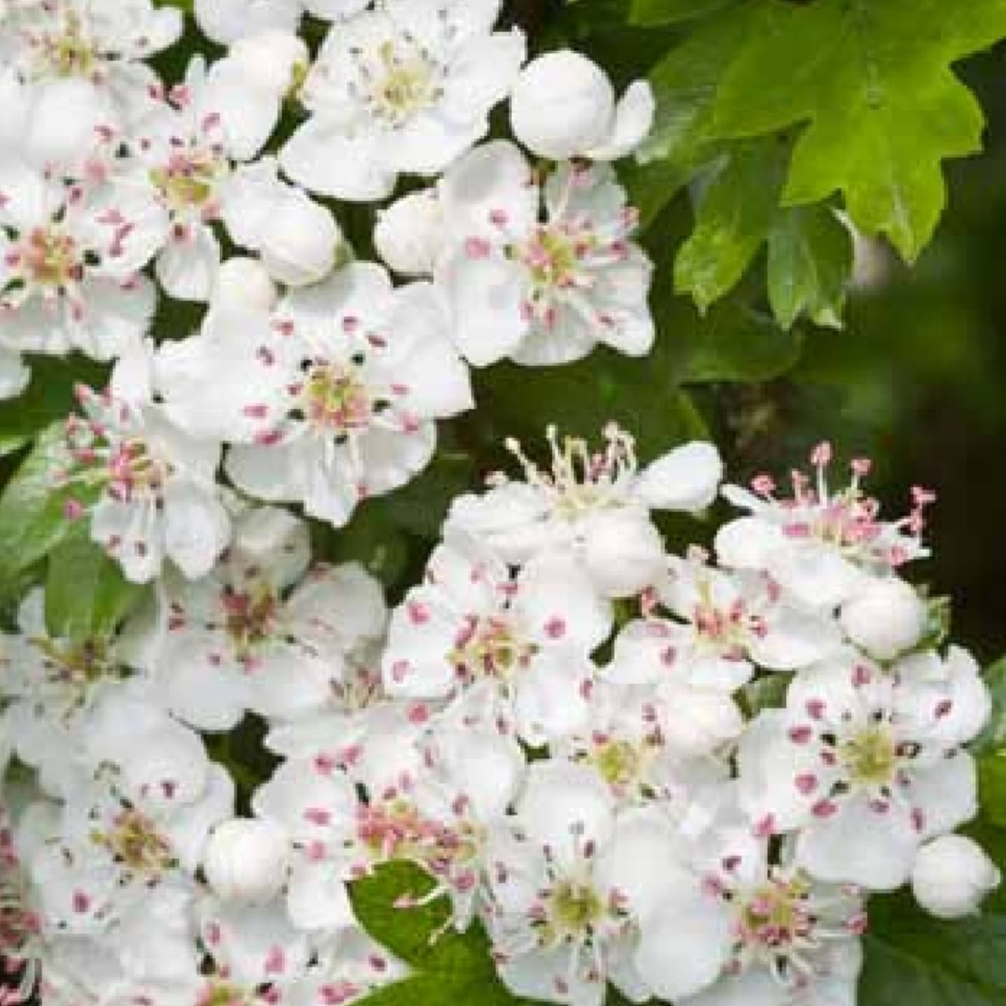 Păducelul (Crataegus monogyna)