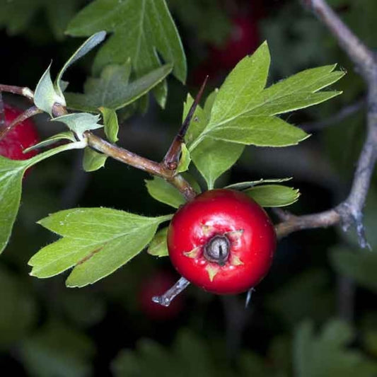 Păducelul (Crataegus monogyna)