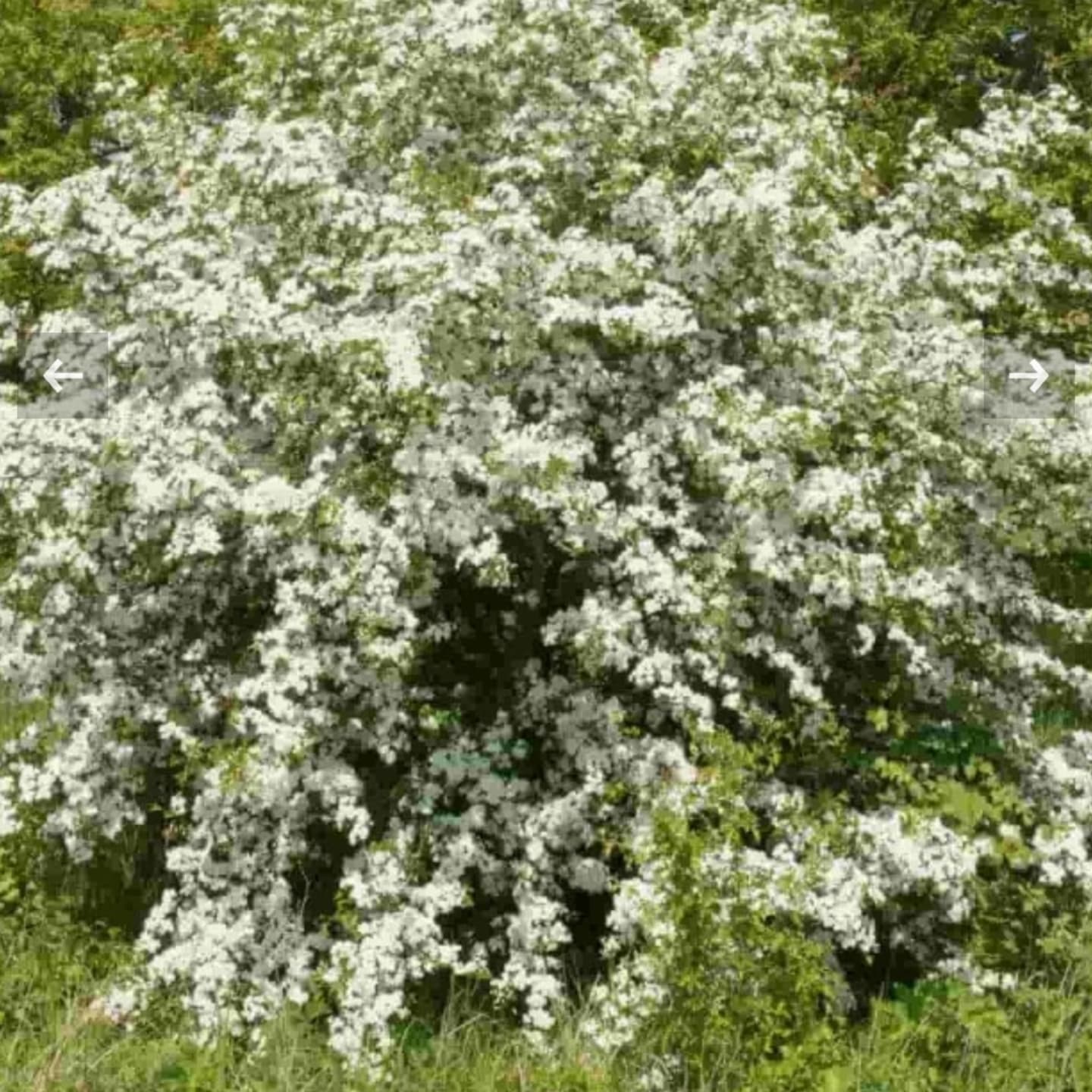 Păducelul (Crataegus monogyna)