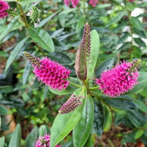 Hebe (Hebe andersonii)