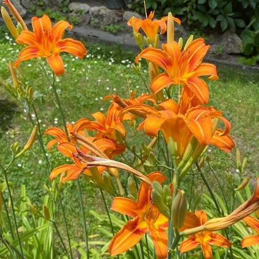 Crinul portocaliu de o zi (Hemerocallis fulva)