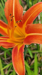 Crinul portocaliu de o zi (Hemerocallis fulva)