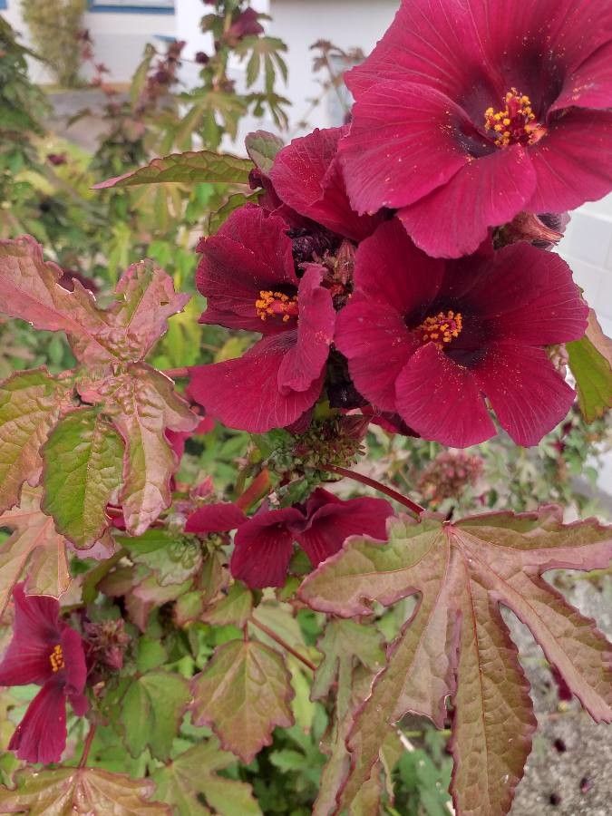 Hibiscus roșu (Hibiscus acetosella)
