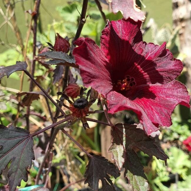 Hibiscus roșu (Hibiscus acetosella)