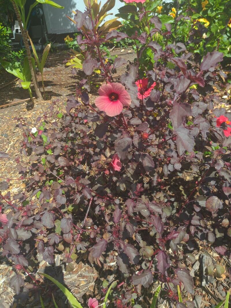 Hibiscus roșu (Hibiscus acetosella)