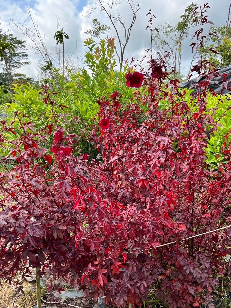 Hibiscus roșu (Hibiscus acetosella)