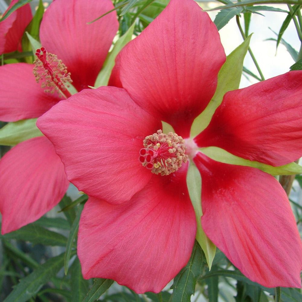 Hibiscus stacojiu roșu (Hibiscus coccineus)
