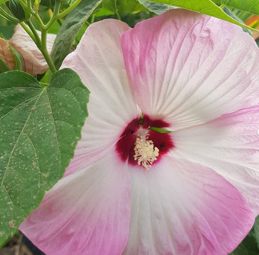 Hibiscus de mlaștină Mix (Hibiscus moscheutos)